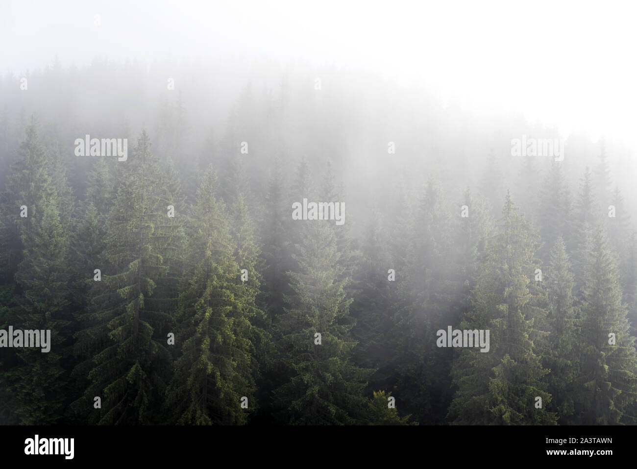Misty Nebel im Kiefernwald auf Pisten in den Karpaten. Landschaft mit schönen Nebel im Wald auf einem Hügel. Stockfoto