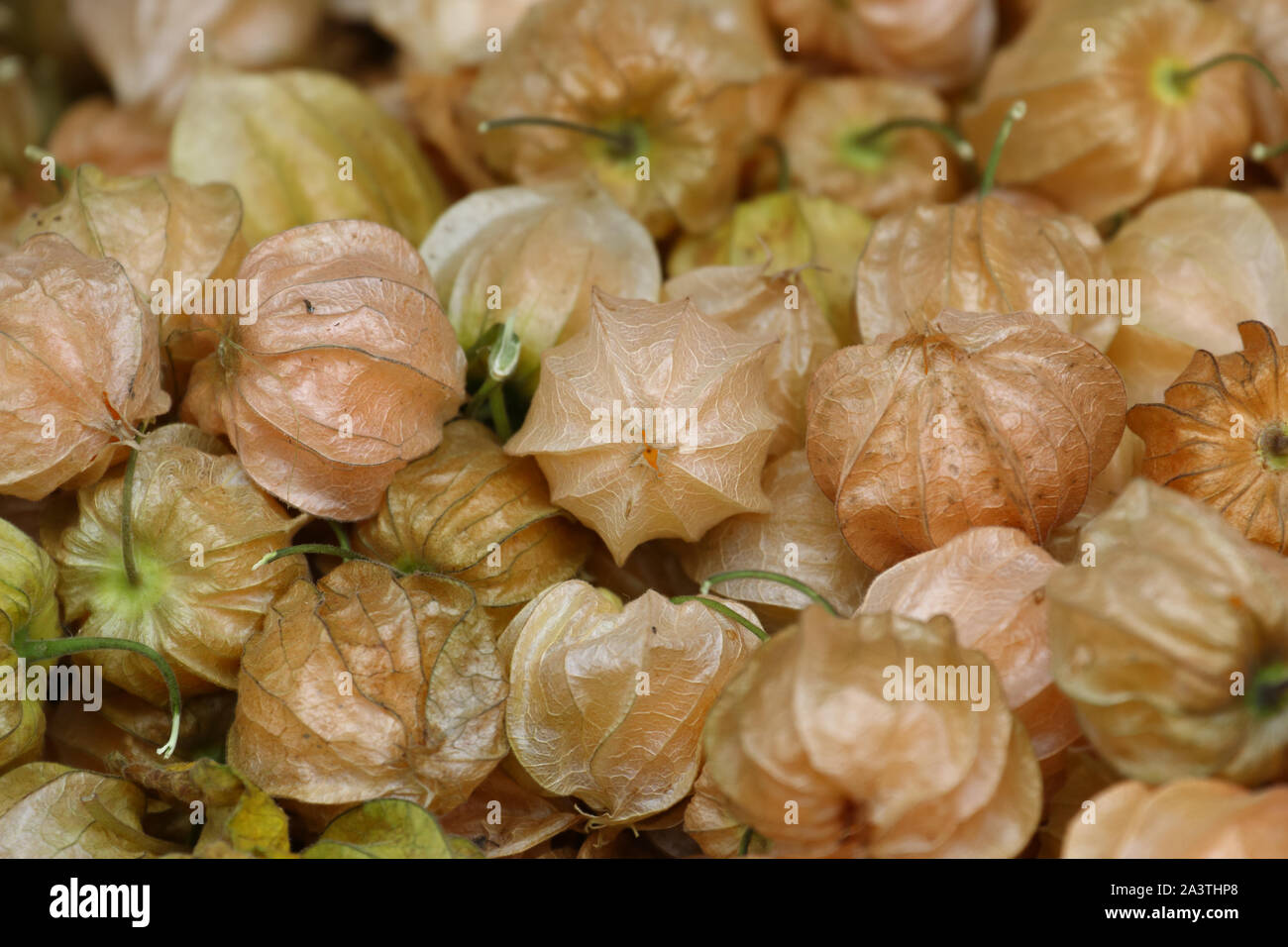 Kap Stachelbeeren/Goldenberry (Physalis rubro) Frucht, Reife Früchte in der Papery Kelch Stockfoto