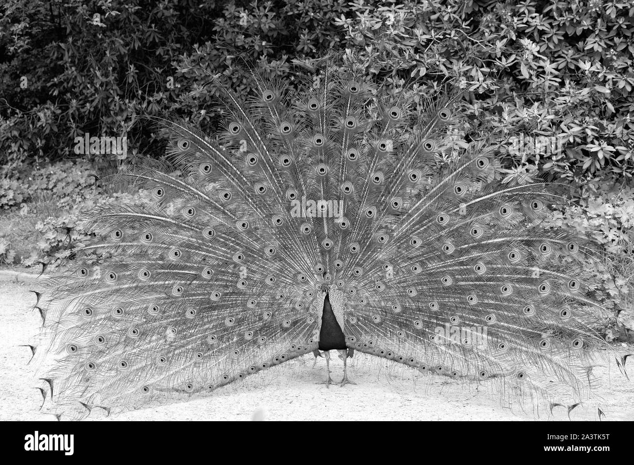 Männliche Pfau mit bunten blau grün Federn erhöhten in der Umwerbung starrt geradeaus. Natürliche Schönheit. Pfau Vogel. Zoo Konzept. Peacock in natürlicher Umgebung Natur Hintergrund. Stockfoto