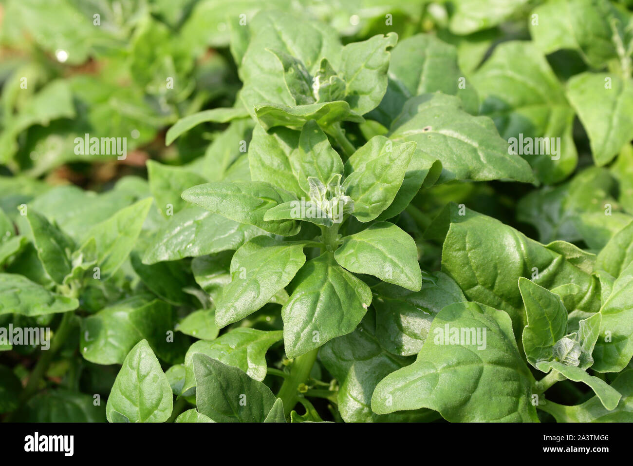 Neuseeland Spinat/Cook's Kohl (Tetragonia pedunculata tetragonioides) Der essbare Blätter Pflanze als grünen Gemüse wie Spinat verwendet Stockfoto