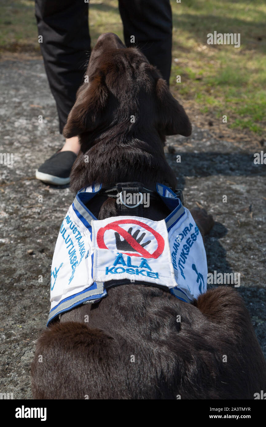 Junge Frau die Ausbildung eines Labrador Retriever Hund im Freien Stockfoto