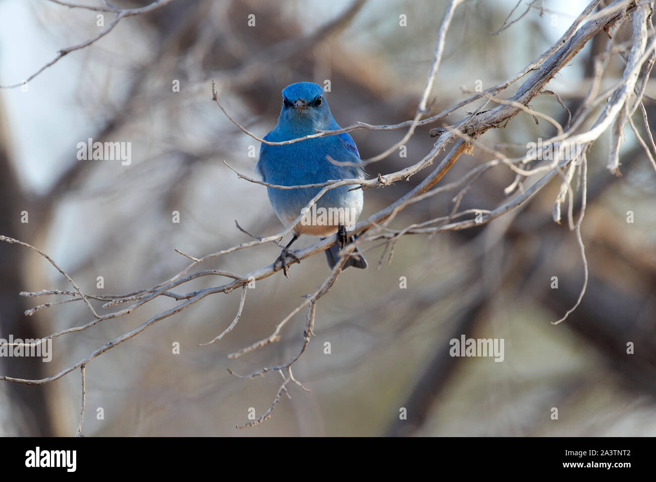 Ein Berg Bluebird am Desert Lake National Wildlife Refuge in Utah Stockfoto