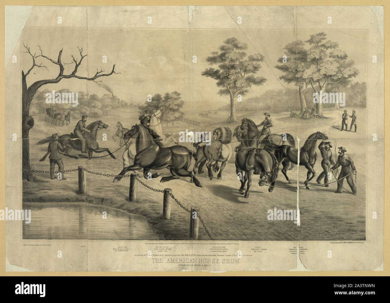 Die American Horse Show. Power, Action, Geschwindigkeit & Schönheit Stockfoto