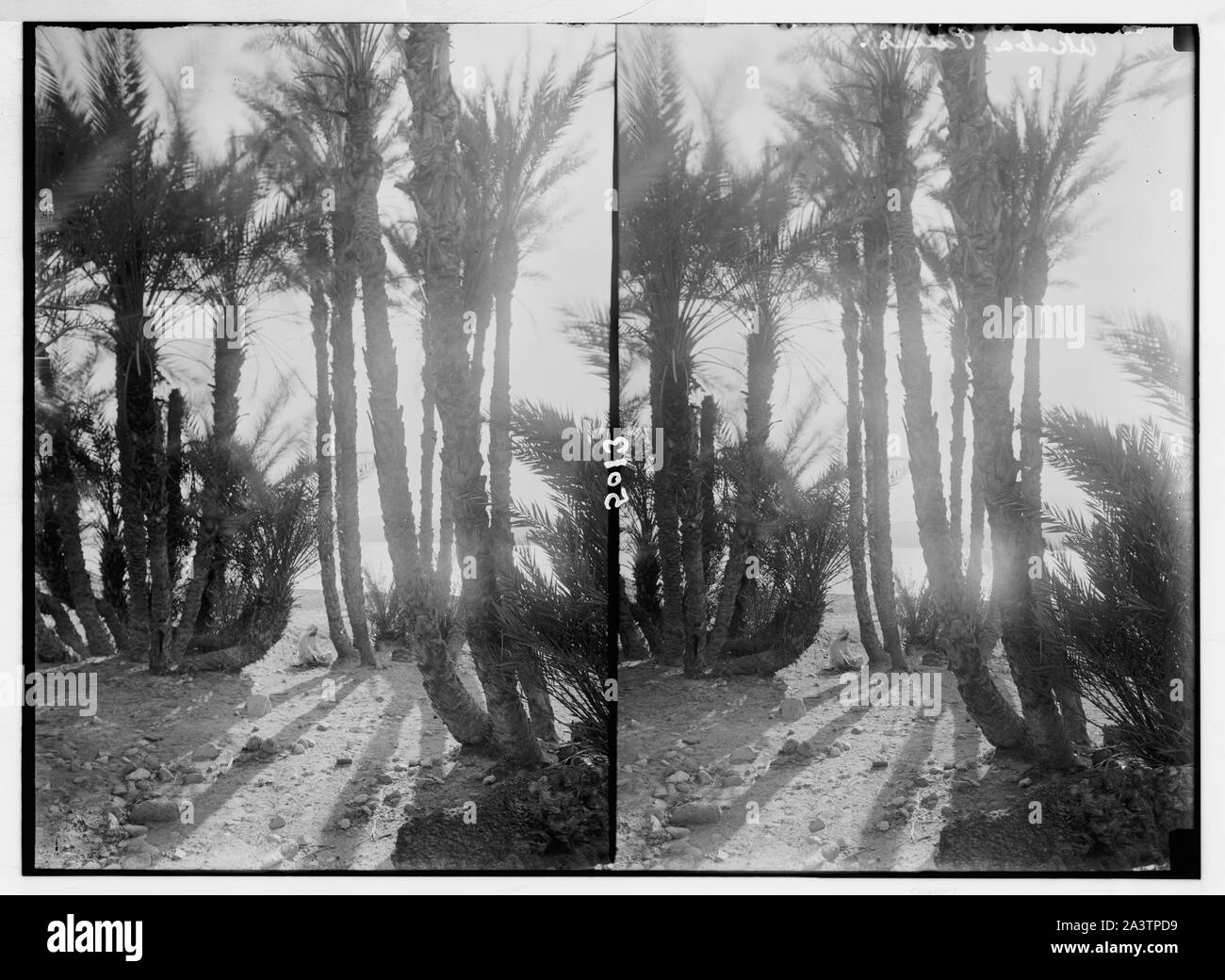 Die Araba. (Südliches Ende des Großen Jordan Rift). Füllst el-Shurk, Akaba (ELAT), Golf von Akaba und El-Kuntilla. Golf von Akaba. Akaba. Unter den Palmen am Meer. Stockfoto