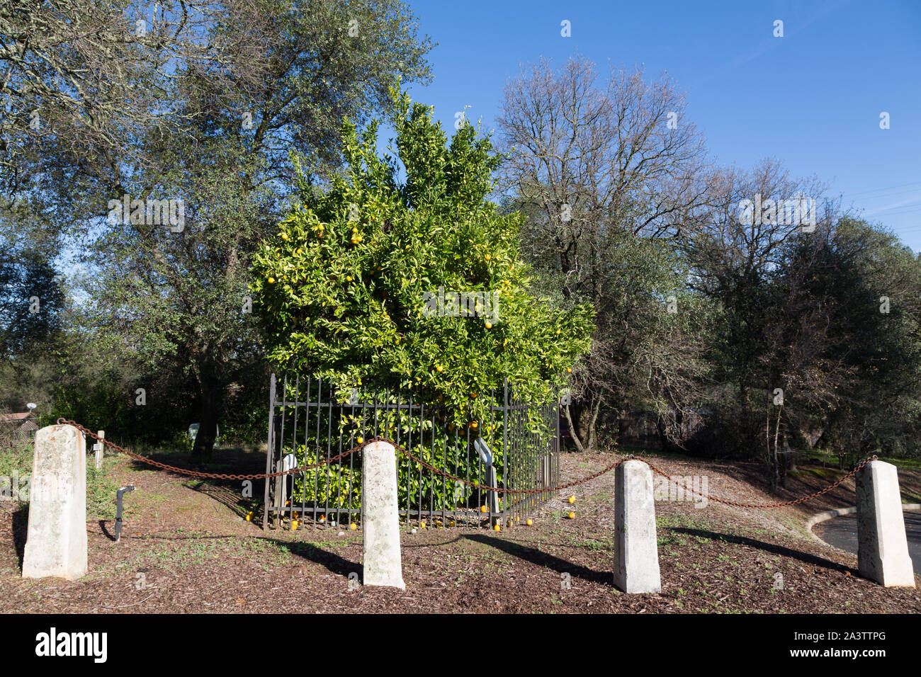 Die Mutter Orange Tree, die ab Anfang 2013 war die ältesten bekannten lebenden Orange Tree in Nordkalifornien Stockfoto