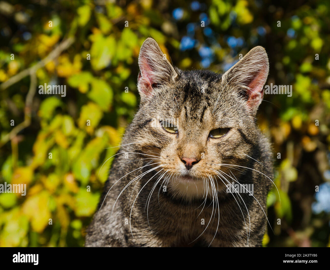 Katze in einem wilden sah nur Sein Opfer Stockfoto