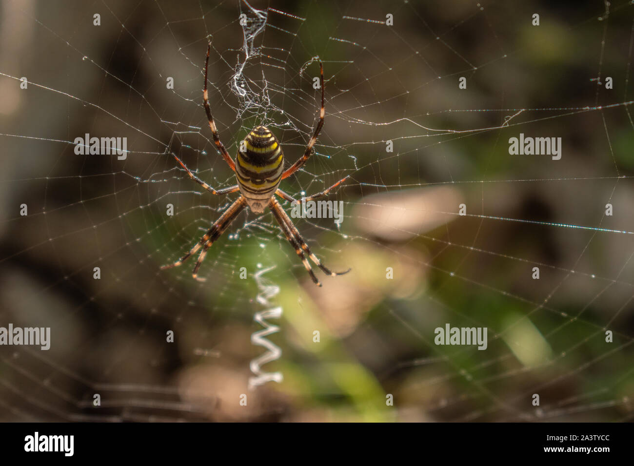 Schwarz und Gelb Garten Spider. Es war auf jeden Fall riesig und beängstigend. Stockfoto