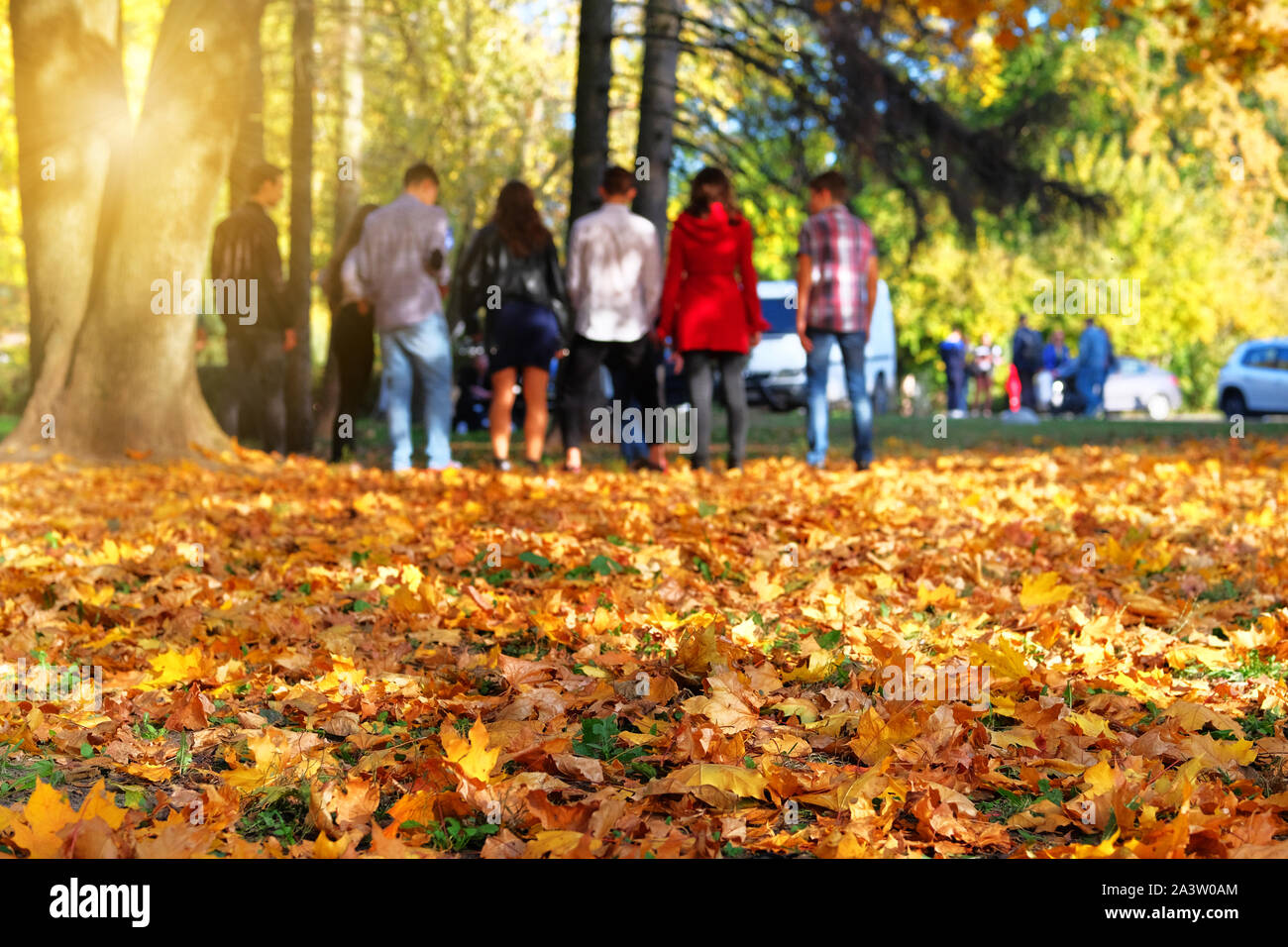 Herbst City Park. Jungen Menschen ist Walking im Park im warmen, sonnigen Herbsttag. Gelb fallen die Blätter. Stockfoto