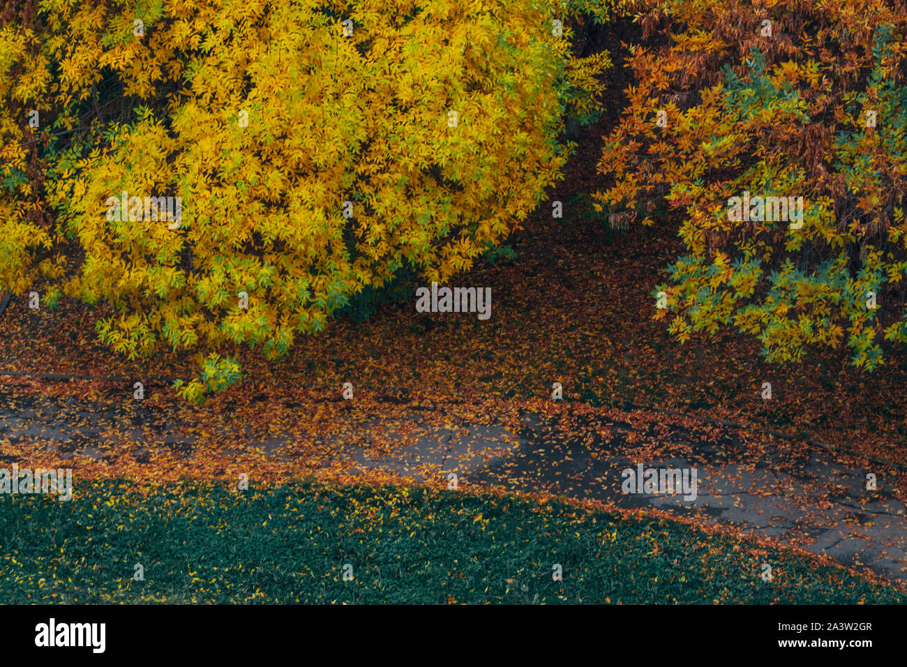 Japanischer Ahorn Baum im Herbst mit leuchtend gelben, roten, grauen und grünen Blättern im Park Stockfoto