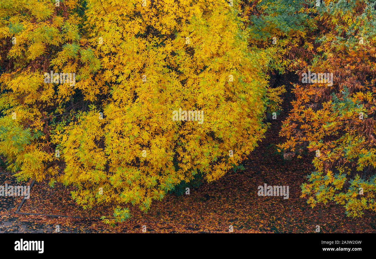 Japanischer Ahorn Baum im Herbst mit leuchtend gelben, roten, grauen und grünen Blättern im Park Stockfoto