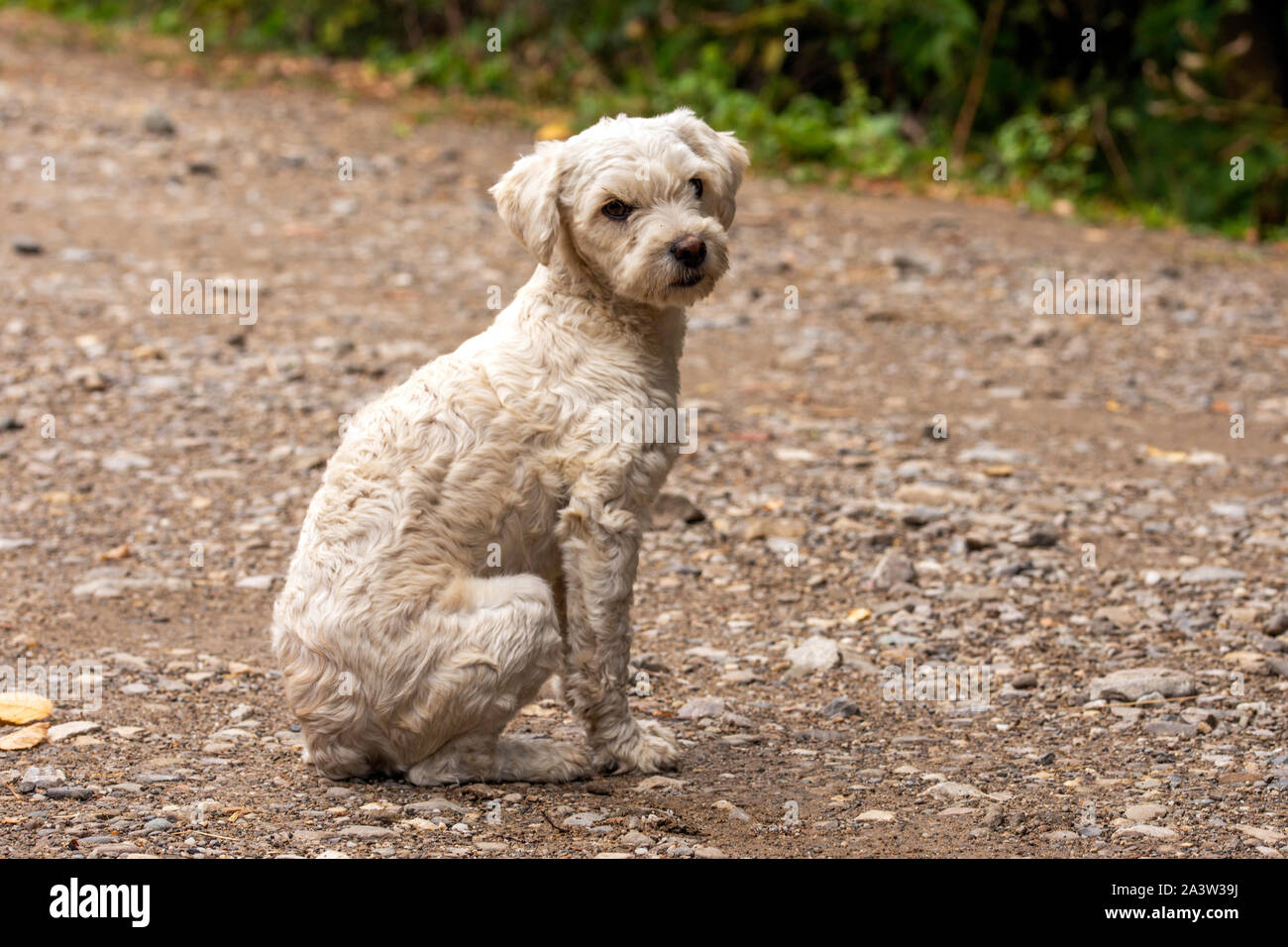 Straße Hund mit traurigen Augen, Hund sitzend, Konzept der heimatlose Tiere Stockfoto