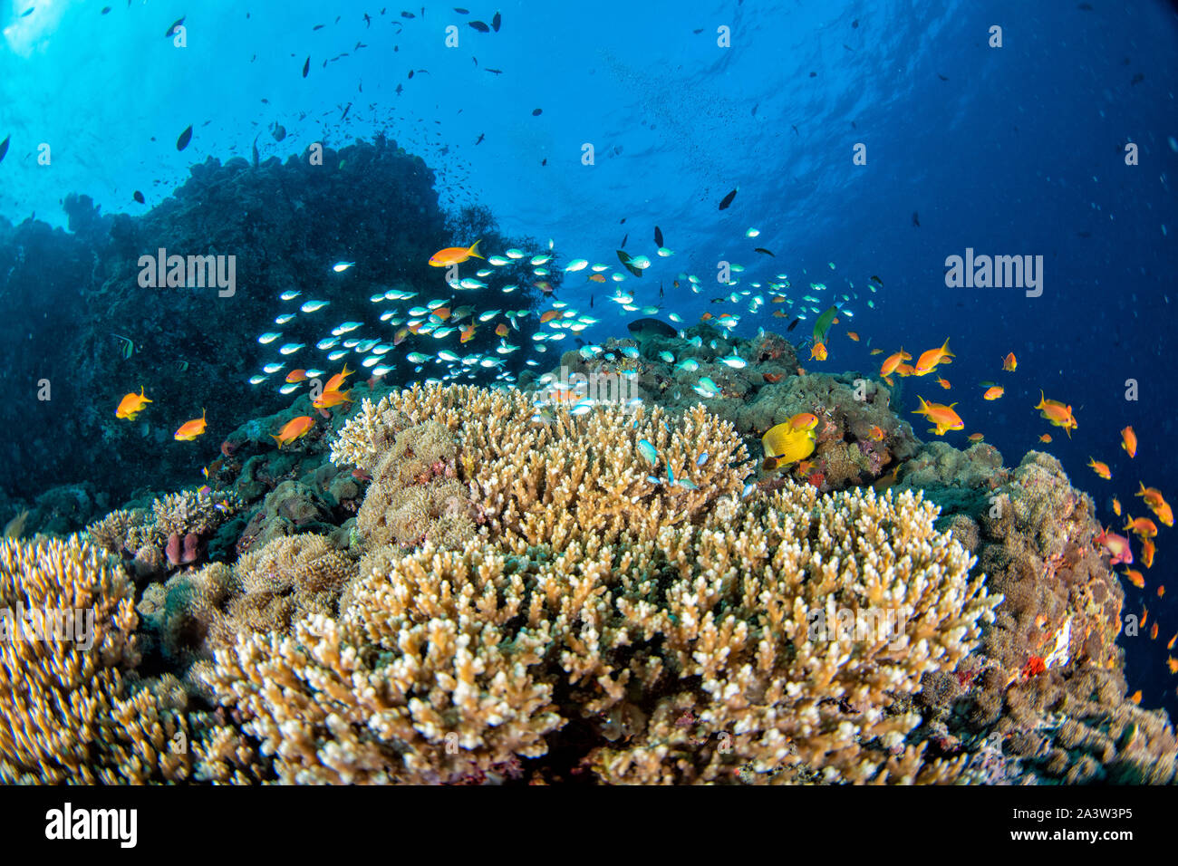 Malediven Korallen Haus für Fische Unterwasser Landschaft Stockfoto