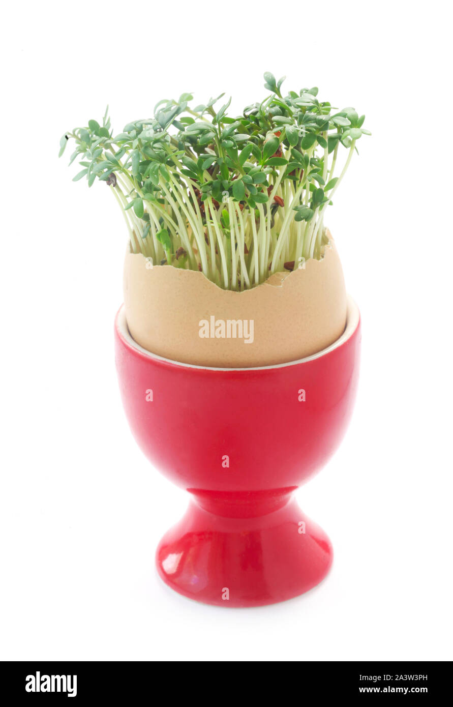 Gartenkresse wachsen Aus einem Roten Eggcup isoliert auf weißem Stockfoto