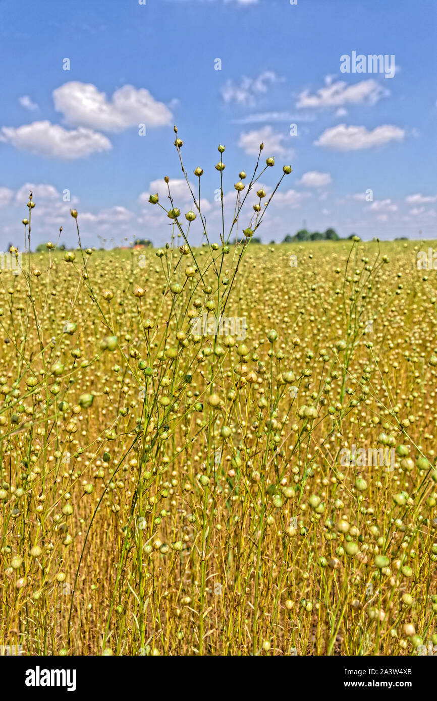 Flachs crop. Stockfoto