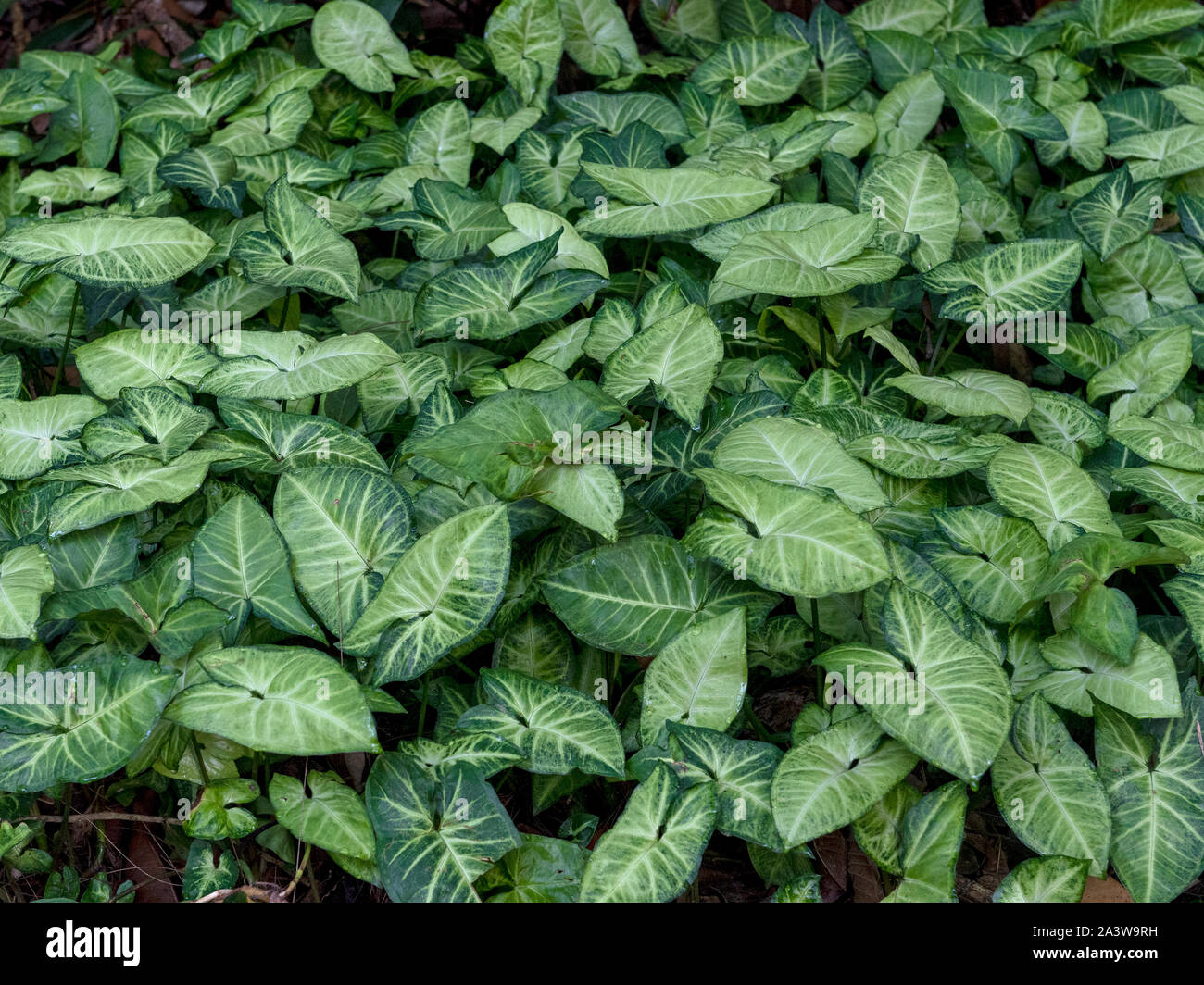 Syngonium podophyllum in der Natur von oben betrachtet - Textur und Hintergrund Stockfoto