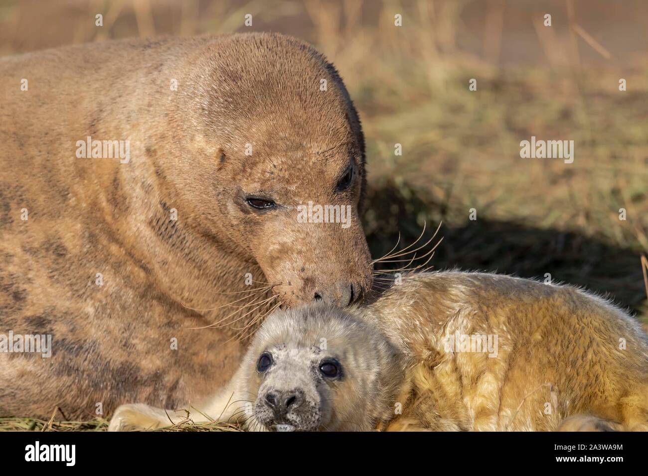 Graue Dichtung Mutter & pup Stockfoto