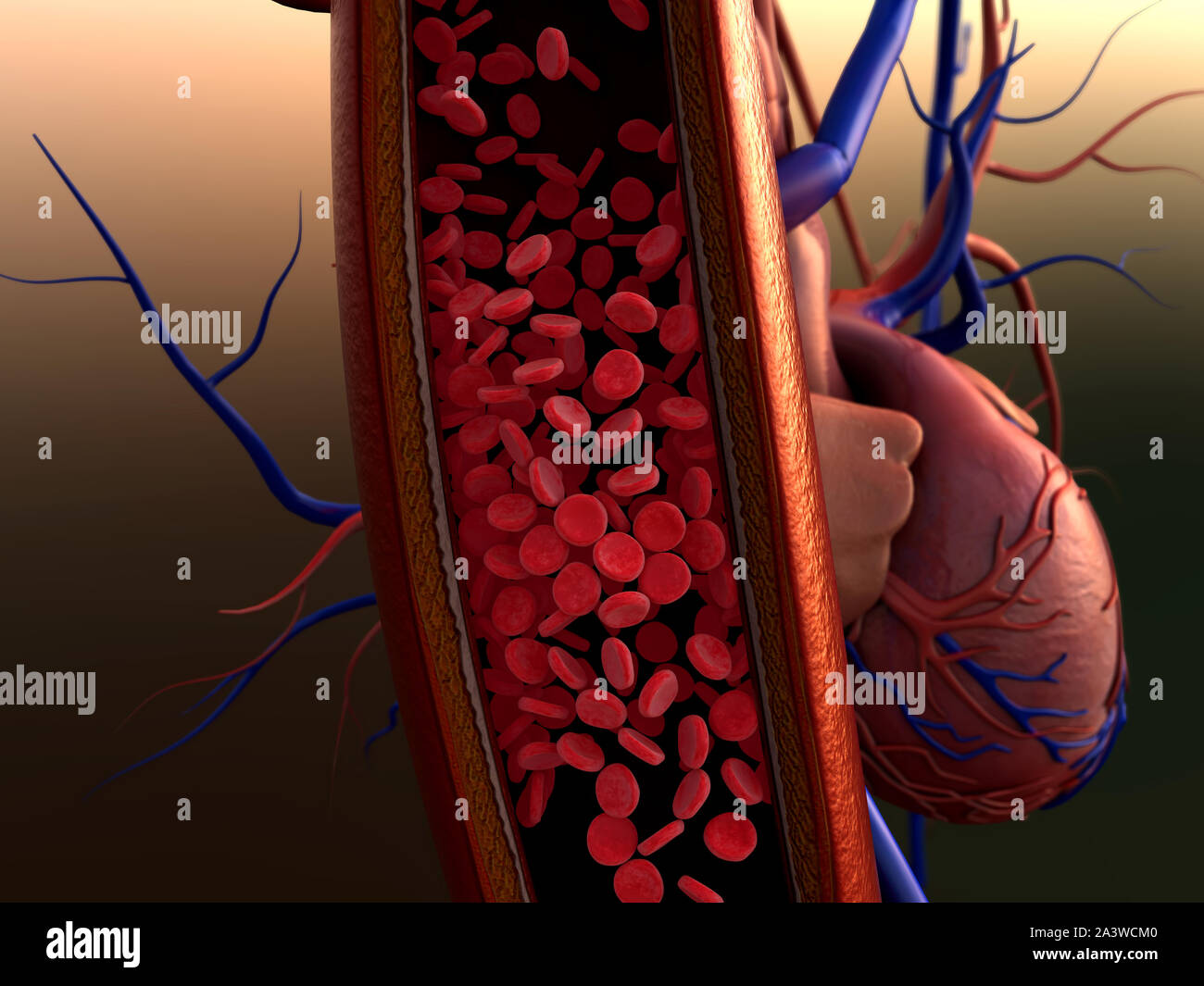 Blutgefäße, Arterien mit einem abgetrennten Bereichs, Kontraktion der Blutgefäße auf einem Herz Hintergrund angezeigt Stockfoto