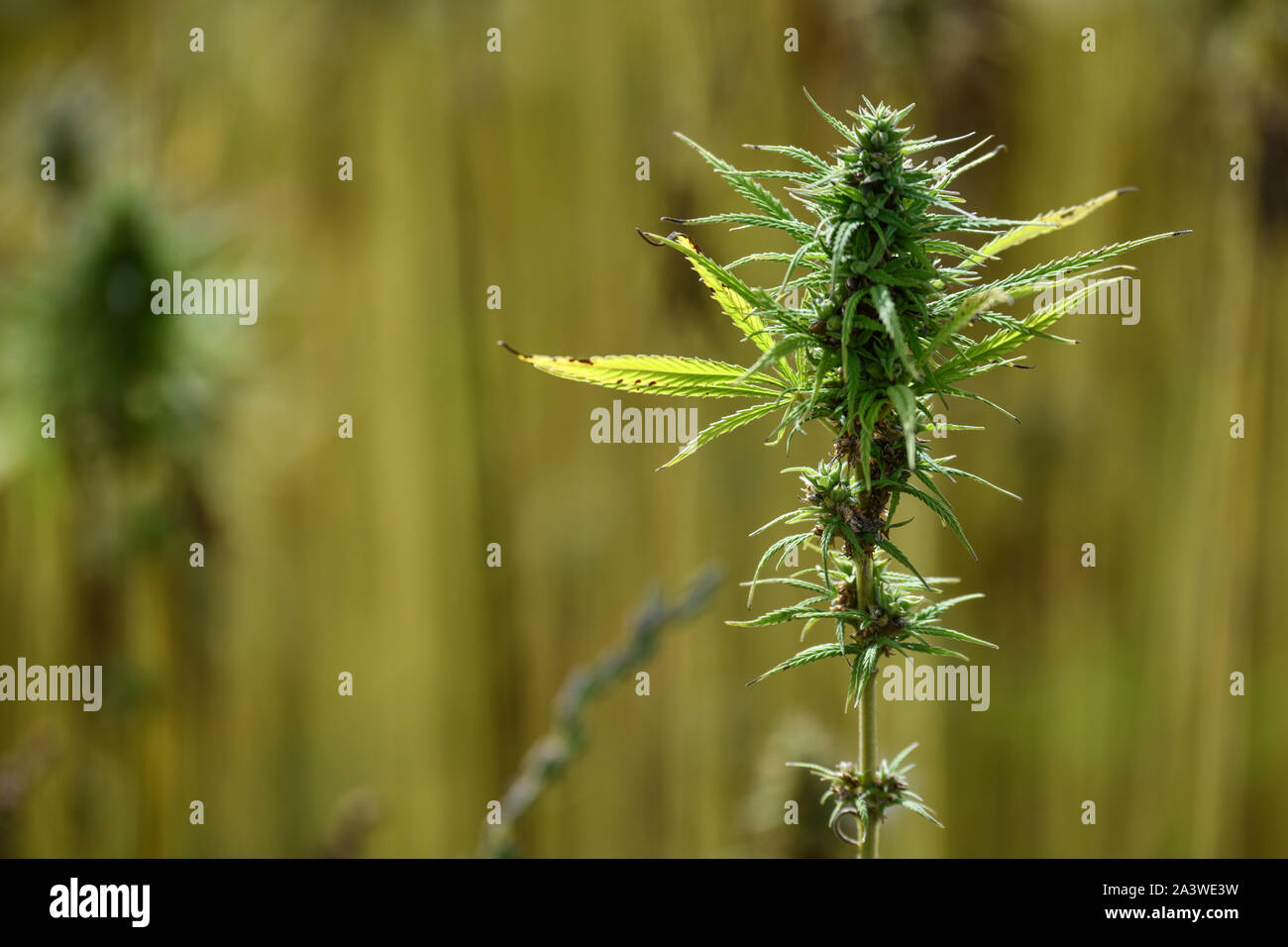 Bessarioux (Frankreich). Ein hanf Feld, eine einjährige Pflanze, die eine Belastung des Cannabis sativa Pflanzenarten, für die Größe der Stockfoto