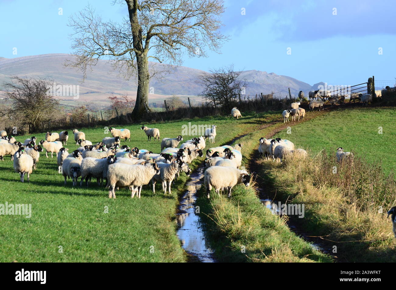 Swaledale Schafe vor der Pennines Stockfoto