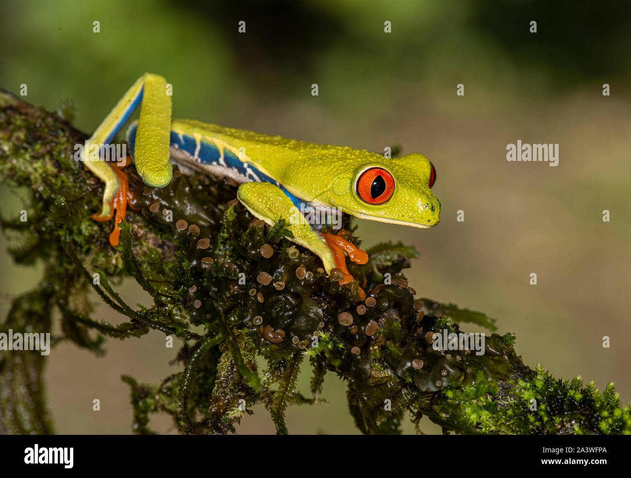 Red-Eyed Tree Frog: Agalychnis callidryas. Costa Rica. Gesteuert. Stockfoto