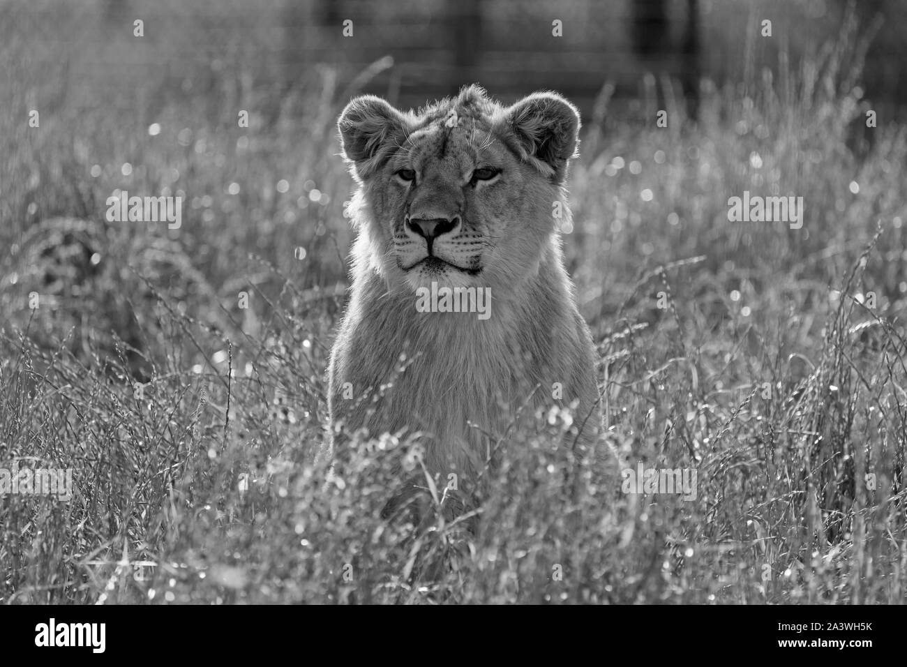 Kinder Löwe (Panthera leo) im Drakenstein Lion Park, Klapmuts, Südafrika. Stockfoto