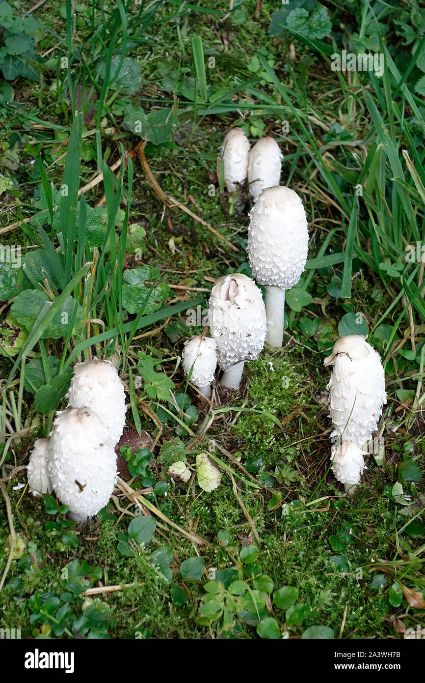 E dible Pilz Coprinus comatus, Localy"Scale-up der shaggy ink Gap; der Anwalt Perücke; oder shaggy Mane. Stockfoto