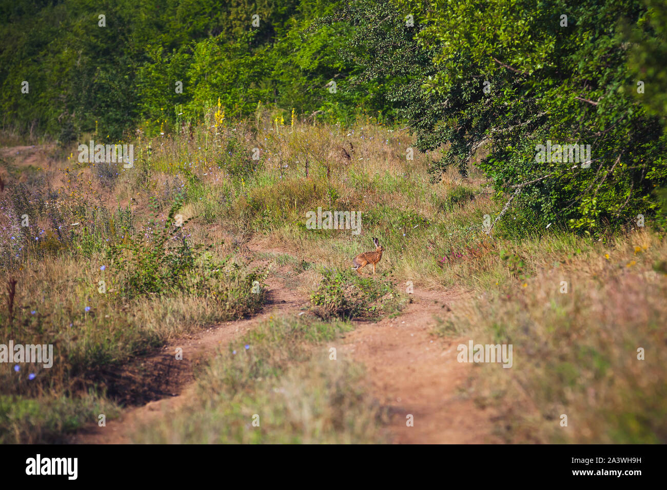 Ein Hase sitzt, die von einer ländlichen Straße am Sommer, der Tag. Die Krimberge Stockfoto