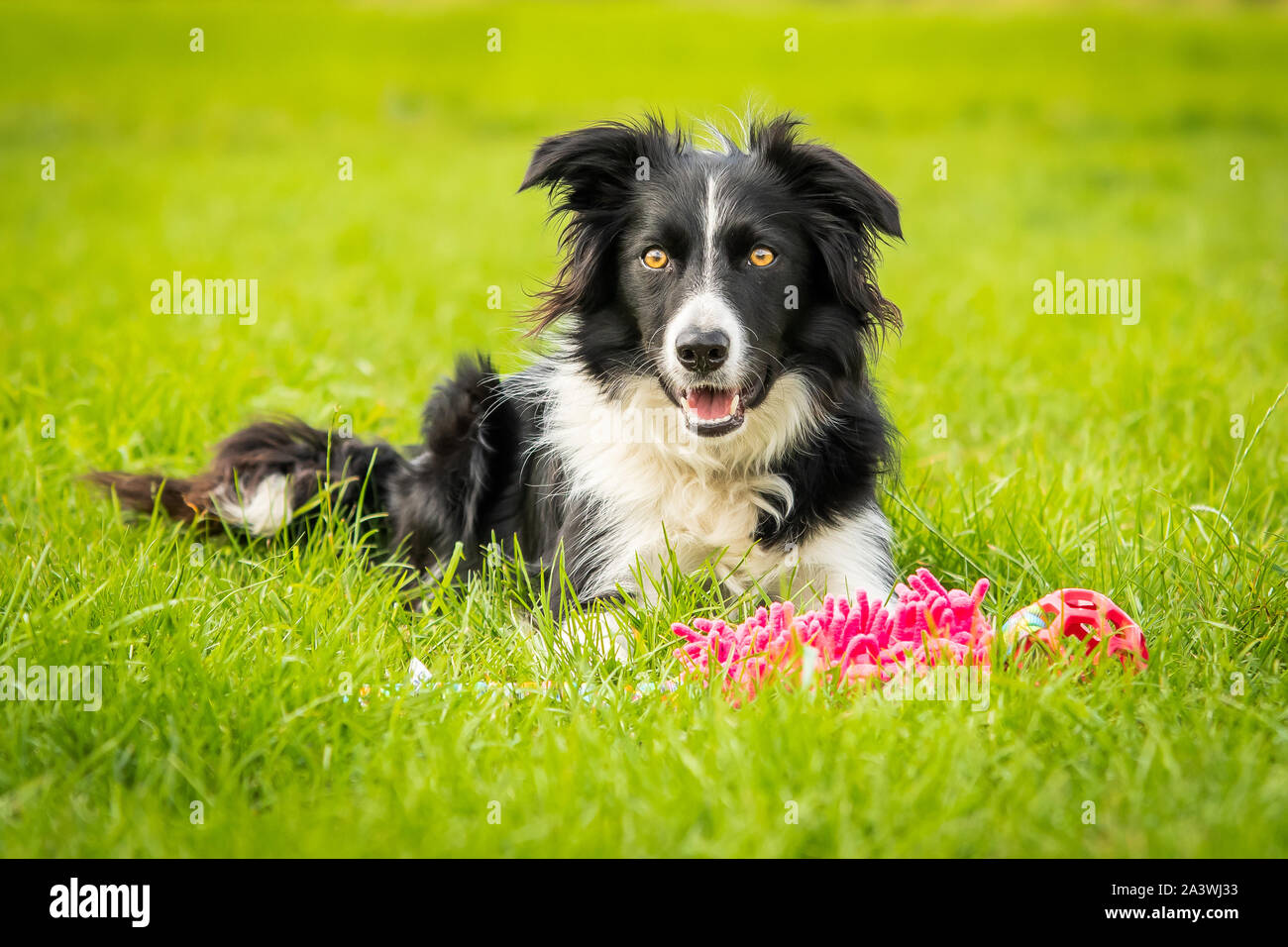Gerne Schwarze und Weiße Border Collie mit Spielzeug Stockfoto