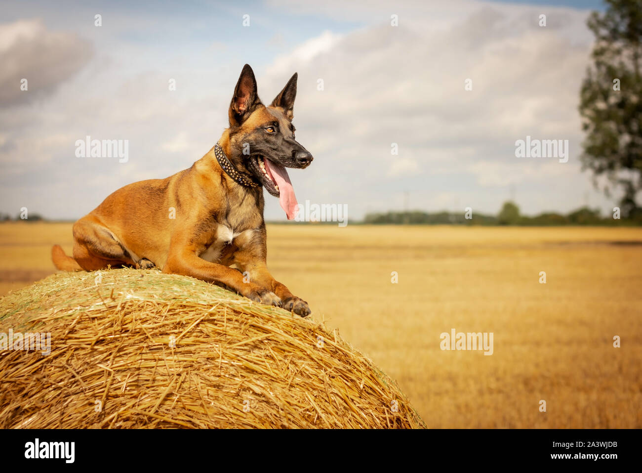 Belgische Malinois Hund Festlegung auf Stroh ballen Stockfoto