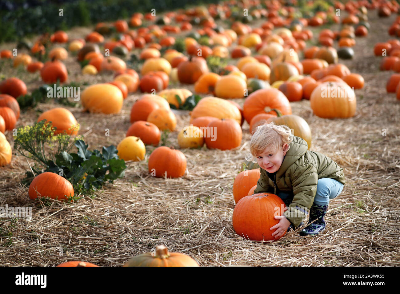 Alex McCallum, im Alter von 22 Monaten, von South Queensferry nimmt Teil an Kürbis Ernte an Craigie Farm in South Queensferry, Edinburgh, vor Halloween. PA-Foto. Bild Datum: Donnerstag, Oktober 10, 2019. Photo Credit: Jane Barlow/PA-Kabel Stockfoto