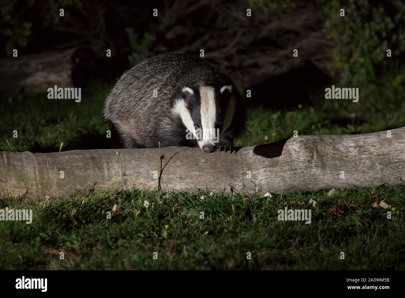 Kidderminster, Großbritannien. 17. September 2019. Wie wir den Kopf in die Herbstsaison mit kühleren Nachttemperaturen, UK städtischen Gärten erhalten mehr nächtliche, häufig verschwiegenen Wildlife Besucher Spülsystem für jede verfügbare Nahrungsquelle sind. Eine britische Dachs (Meles meles) ist hier erfasst (vorne Ansicht schließen) isoliert im Freien, bei Nacht, sicher in einem städtischen Gebiet, nahrungssuche am Boden in einem BRITISCHEN zurück Garten - weit entfernt von den von der Regierung finanzierten Badger culling Bereiche, die stetig steigende trotz ständiger Proteste der leidenschaftliche Tierfreunde unterstützen. top Die Keulung 'Aktion sind. Quelle: Lee Hudson Stockfoto