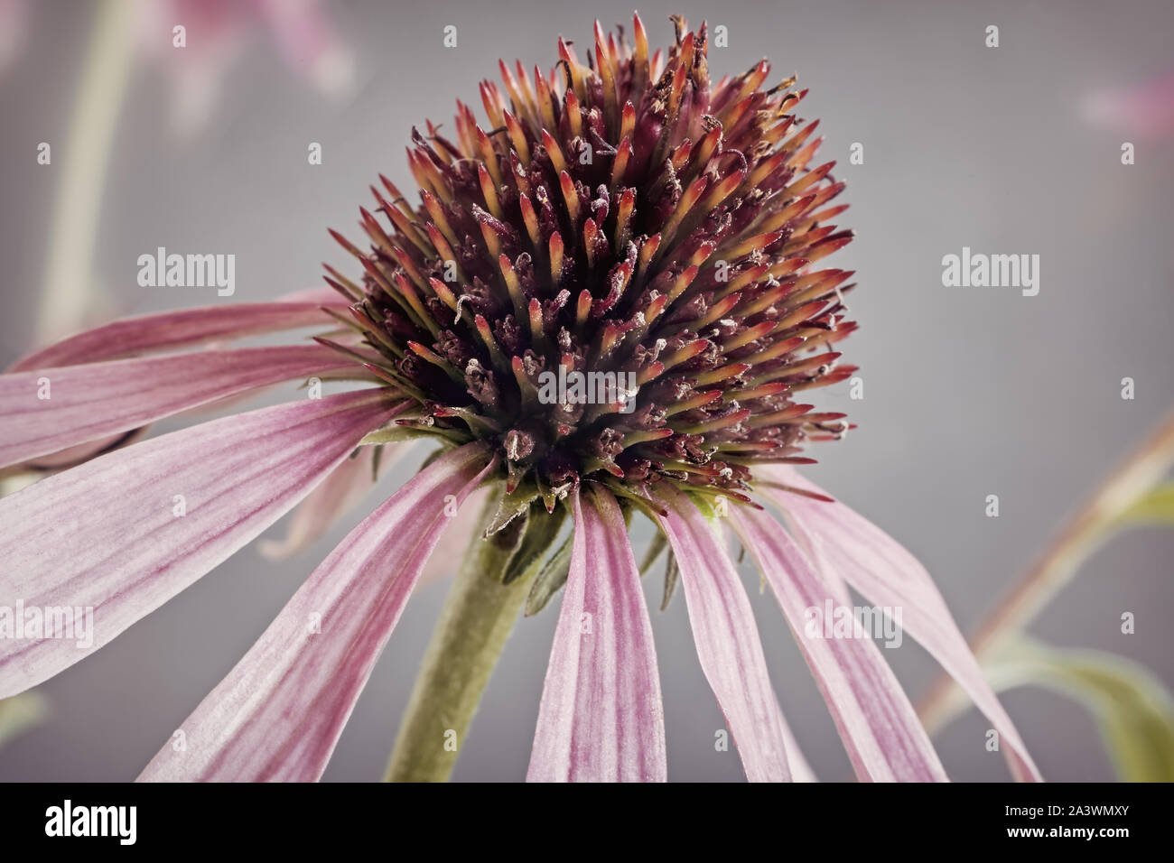 Blume Echinacea purpurea in der Nähe auf einem hellen Hintergrund Stockfoto