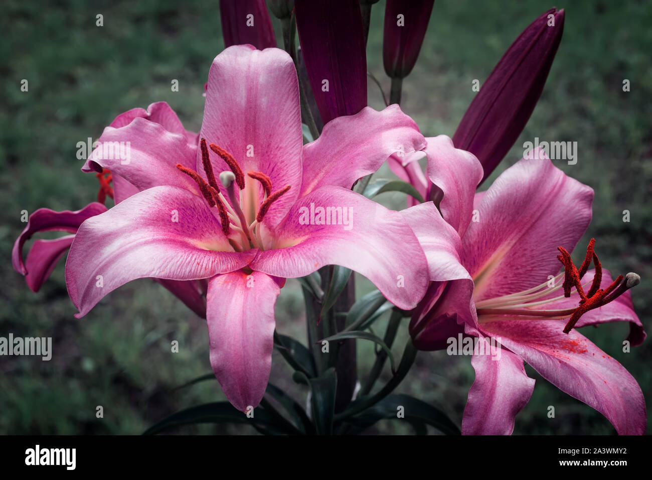 Schöne Blumen Lilie auf einem Hintergrund von grünen Blättern. Stockfoto