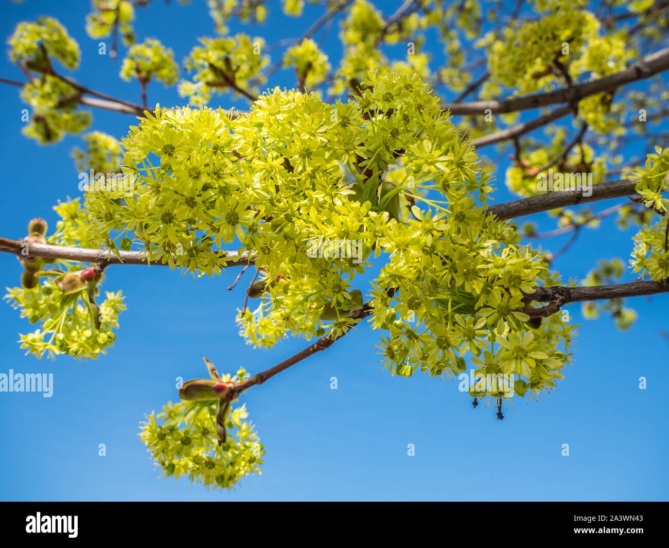 Kalk im Frühling Stockfoto