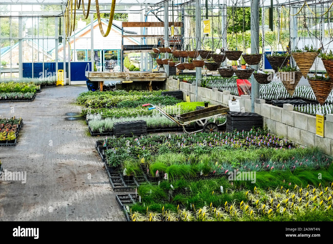Fächer von Pflanzen und hängende Körbe auf Verkauf in einem Gewächshaus einer Gärtnerei. Stockfoto