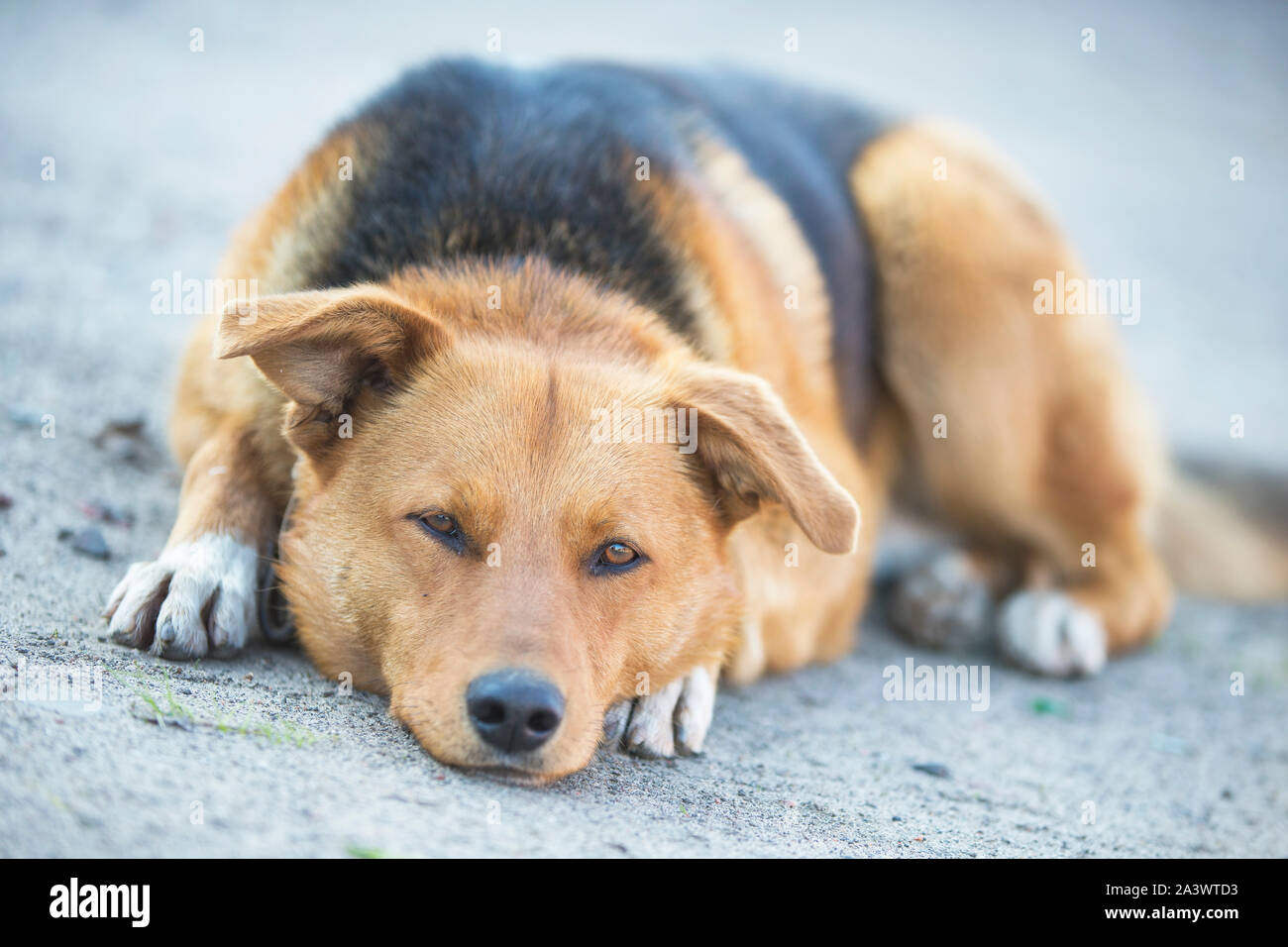 Straße Hund mit leeren Augen schließen. Outbred Hund Stockfoto