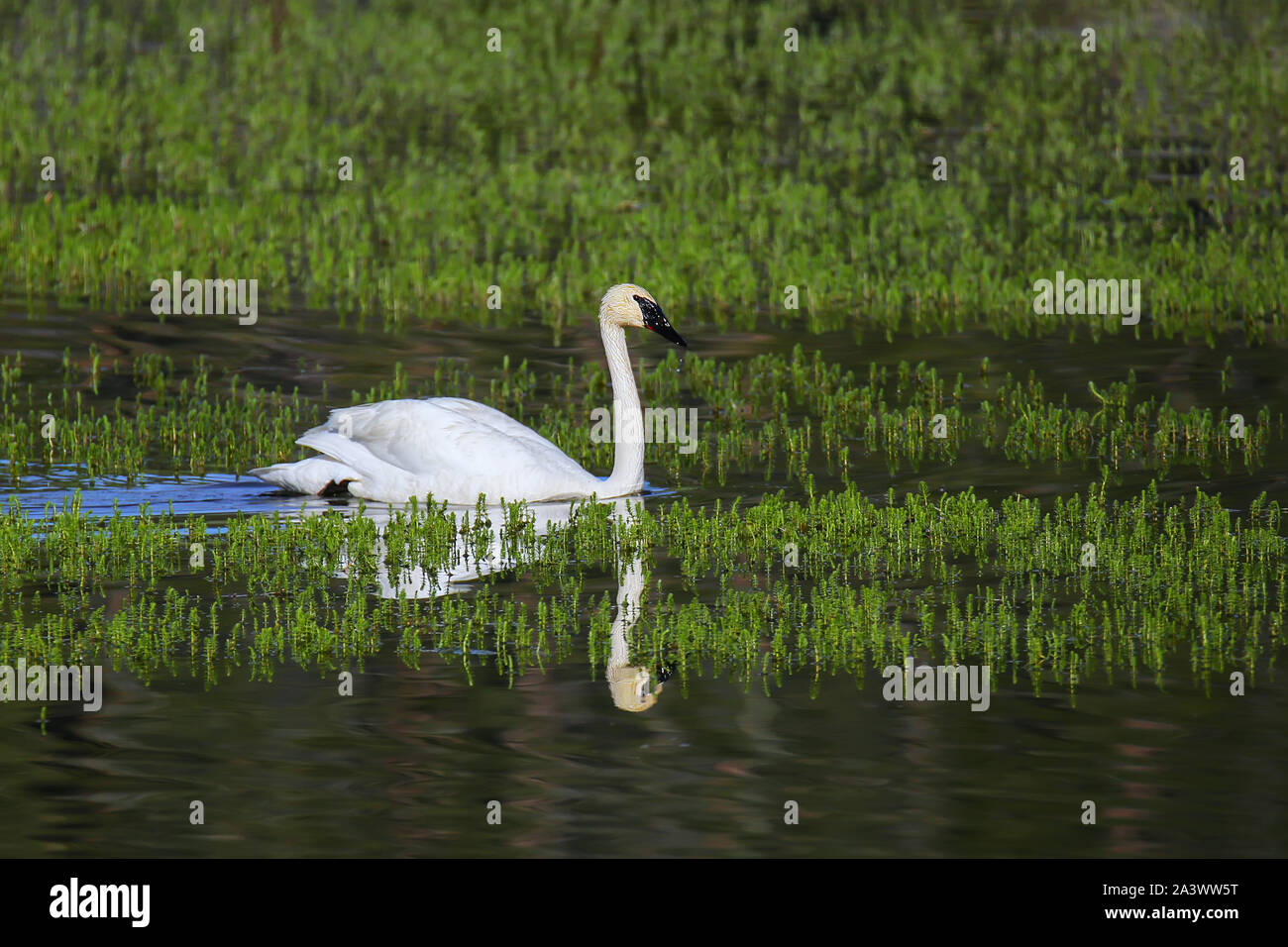 Trompeter Schwan (Cygnus buccinator) im Yellowstone National Park, Wyoming, USA Stockfoto