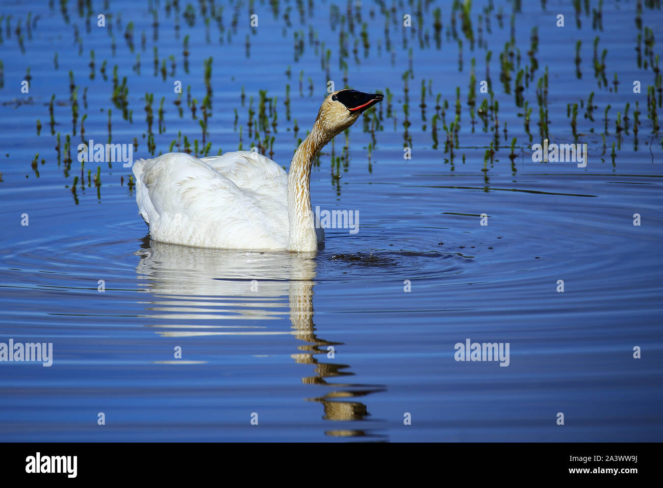 Trompeter Schwan (Cygnus buccinator) im Yellowstone National Park, Wyoming, USA Stockfoto