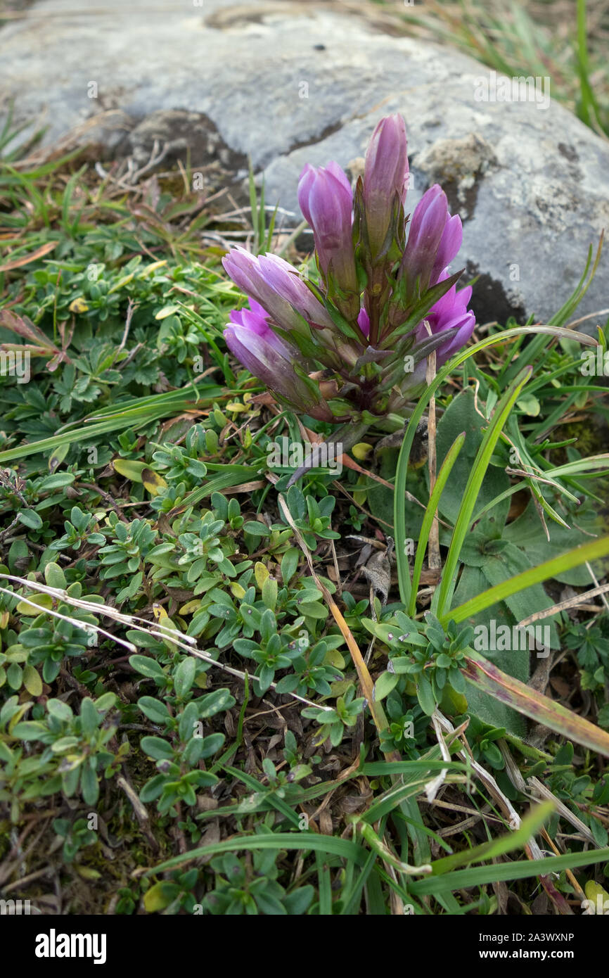 Deutscher Enzian (Gentianella germanica) Blüte auf dem Monte Poieto in Italien wächst Stockfoto