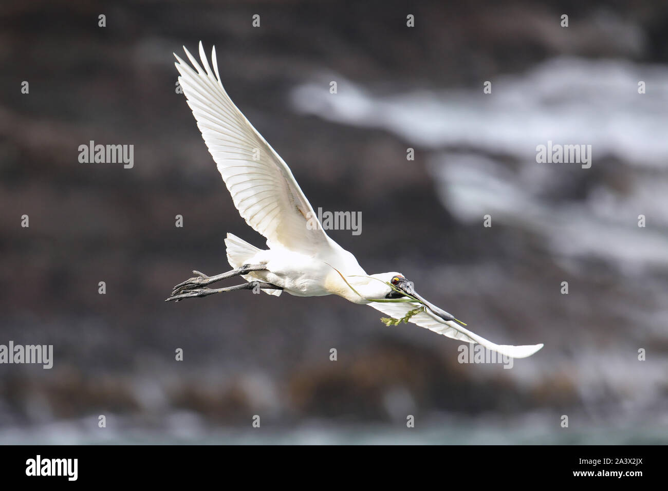 Royal Löffler (Platalea regia) im Flug, taiaroa Head, Halbinsel Otago, Neuseeland. Stockfoto