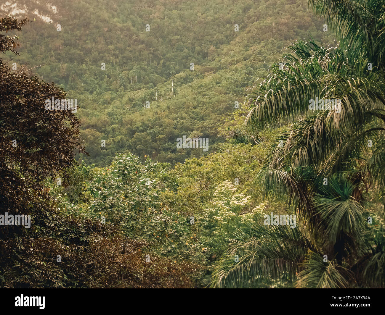 Üppigen tropischen Pflanzen. Die Wurzeln und die üppige Vegetation in Lomas de Banao, Sancti Spíritus, Kuba. Karibik. Stockfoto