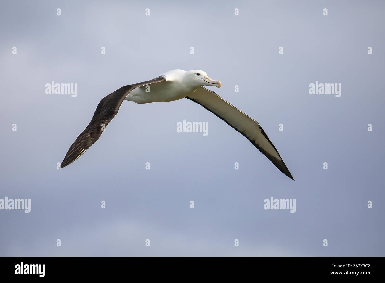 Northern Royal Albatross im Flug, taiaroa Head, Halbinsel Otago, Neuseeland. Die Albatross Kolonie auf taiaroa Head ist die einzige Kolonie auf einem Inh Stockfoto