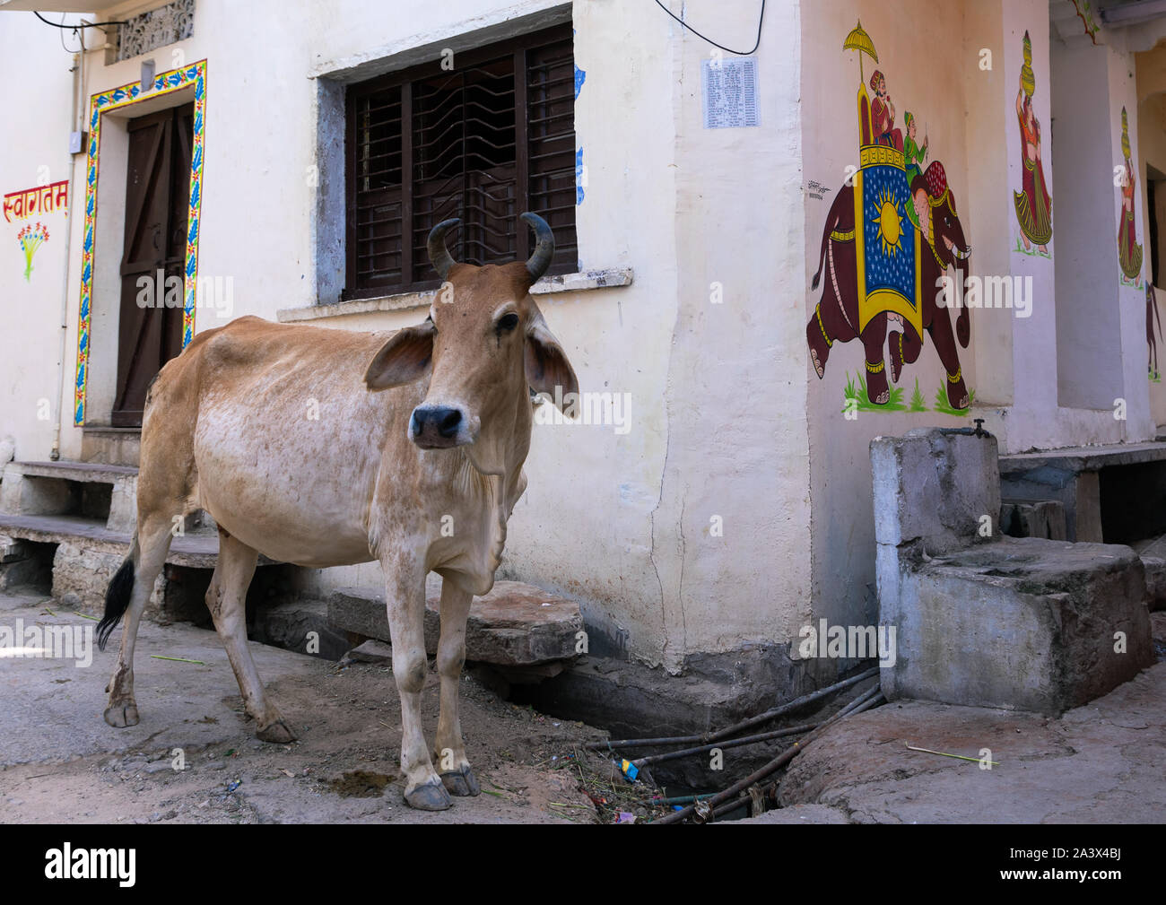 Kuh auf der Straße in der Nähe von einem Wandbild, Rajasthan, Bundi, Indien Stockfoto