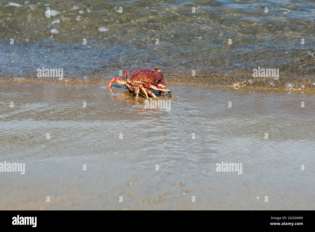 Rote Krabben, Krabben, die über den Sand am Strand in den Ozean laufen und so in die Wellen flüchten. Popham Beach Maine Stockfoto