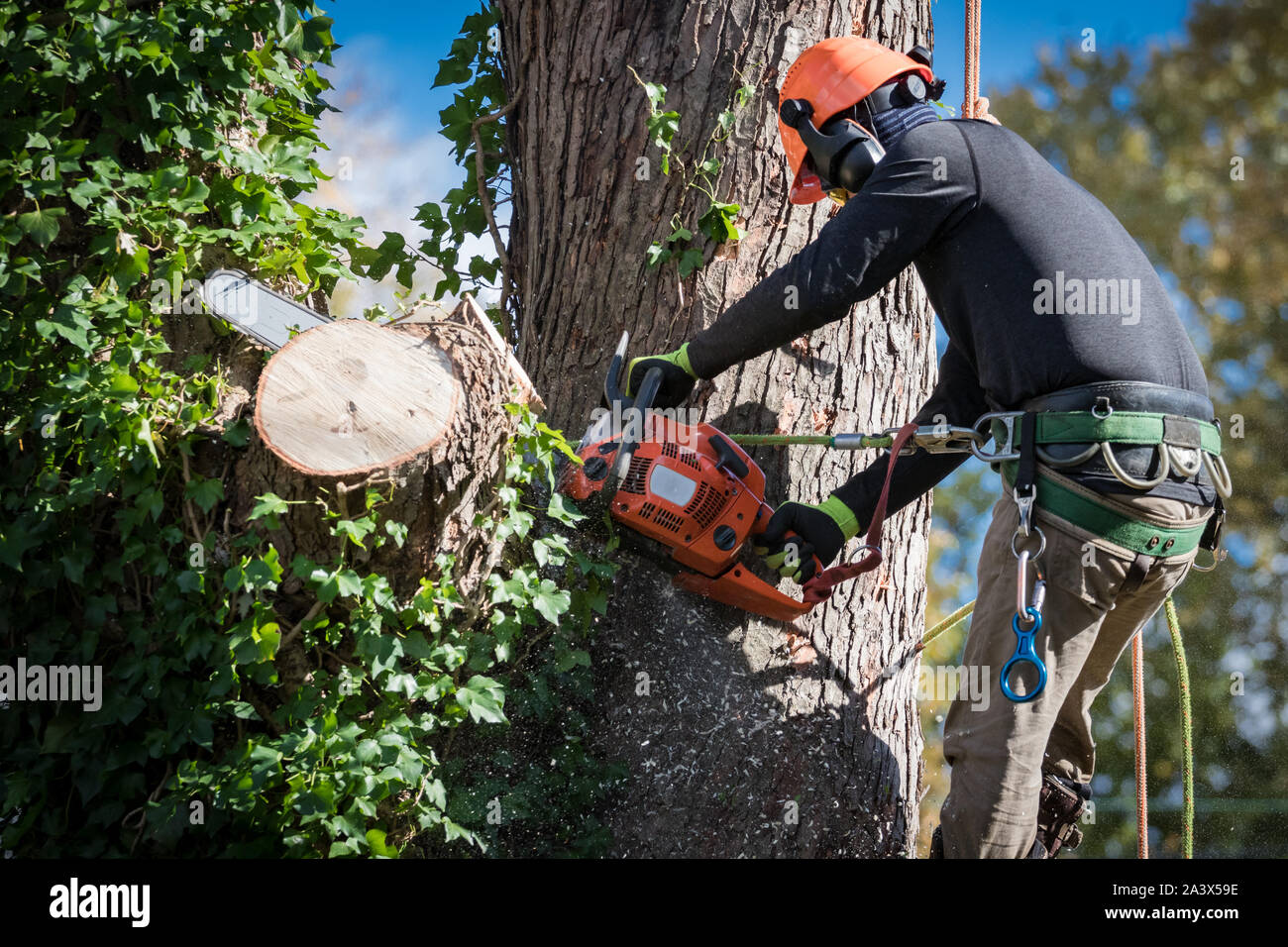 Mann in Sicherheitsgurten und Helm schneidet große Baumschnitte mit Kettensäge ab. Stockfoto