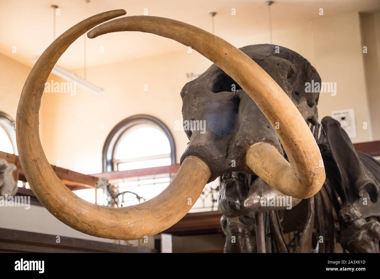 Rutgers Geology Museum Mastodon Skeleton ausgestellt Stockfoto