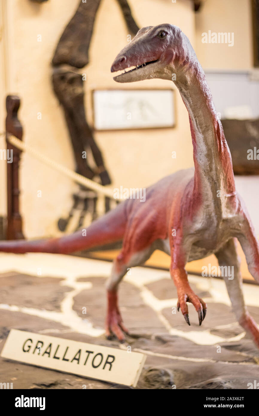Rutgers Geology Museum - Grallager-Dinosaurier-Modell Stockfoto