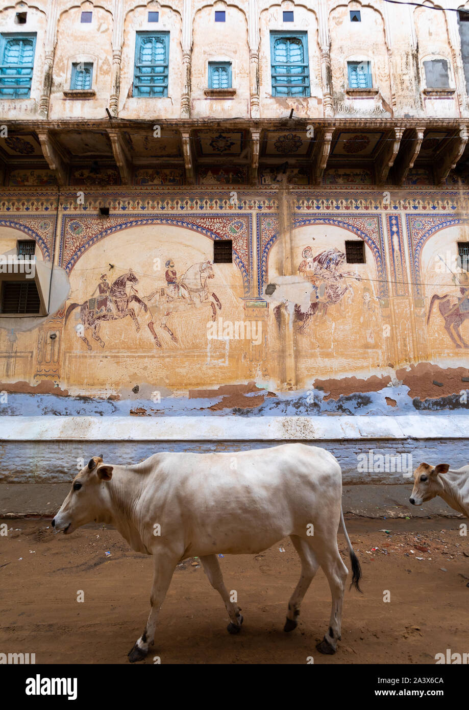 Kuh vorbei an einem alten Haveli mit aufwendig bemalte Wände, Rajasthan, Nawalgarh, Indien Stockfoto