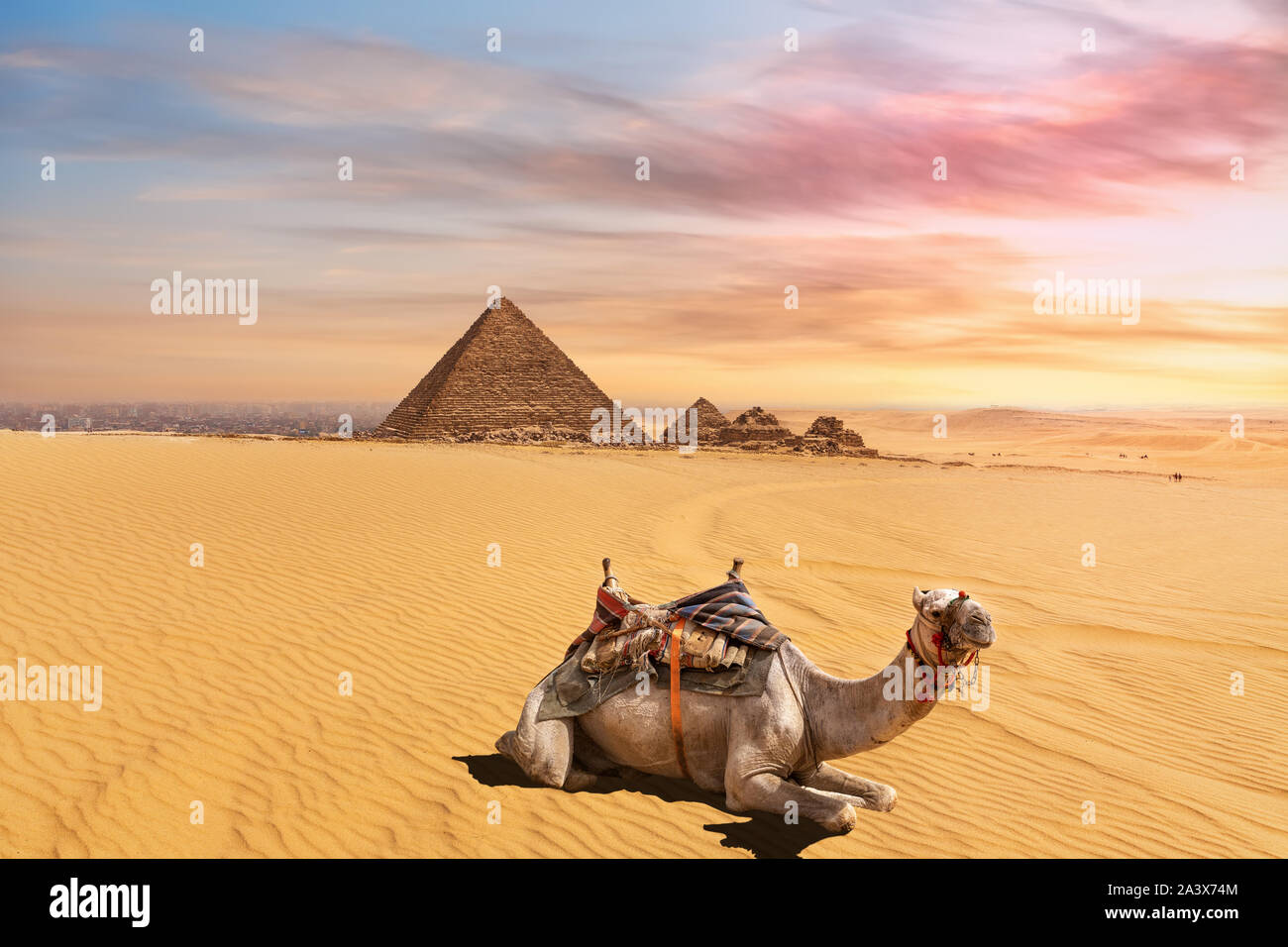 Cute Kamel vor der Menkaure Pyramidenkomplexes, Giza, Kairo, Ägypten Stockfoto