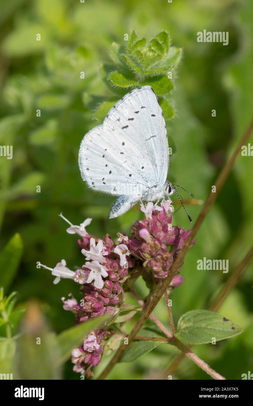 Holly Blue Butterfly, Celastrina argiolus, Fütterung auf Majoran, Levin, Stockfoto